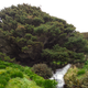 The loneliest tree on the planet, on Campbell Island in the Southern Ocean. Image: Pavla Fenwick